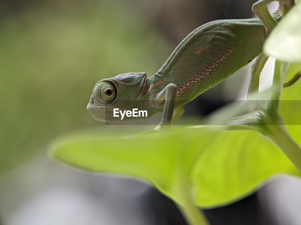 close-up of a lizard