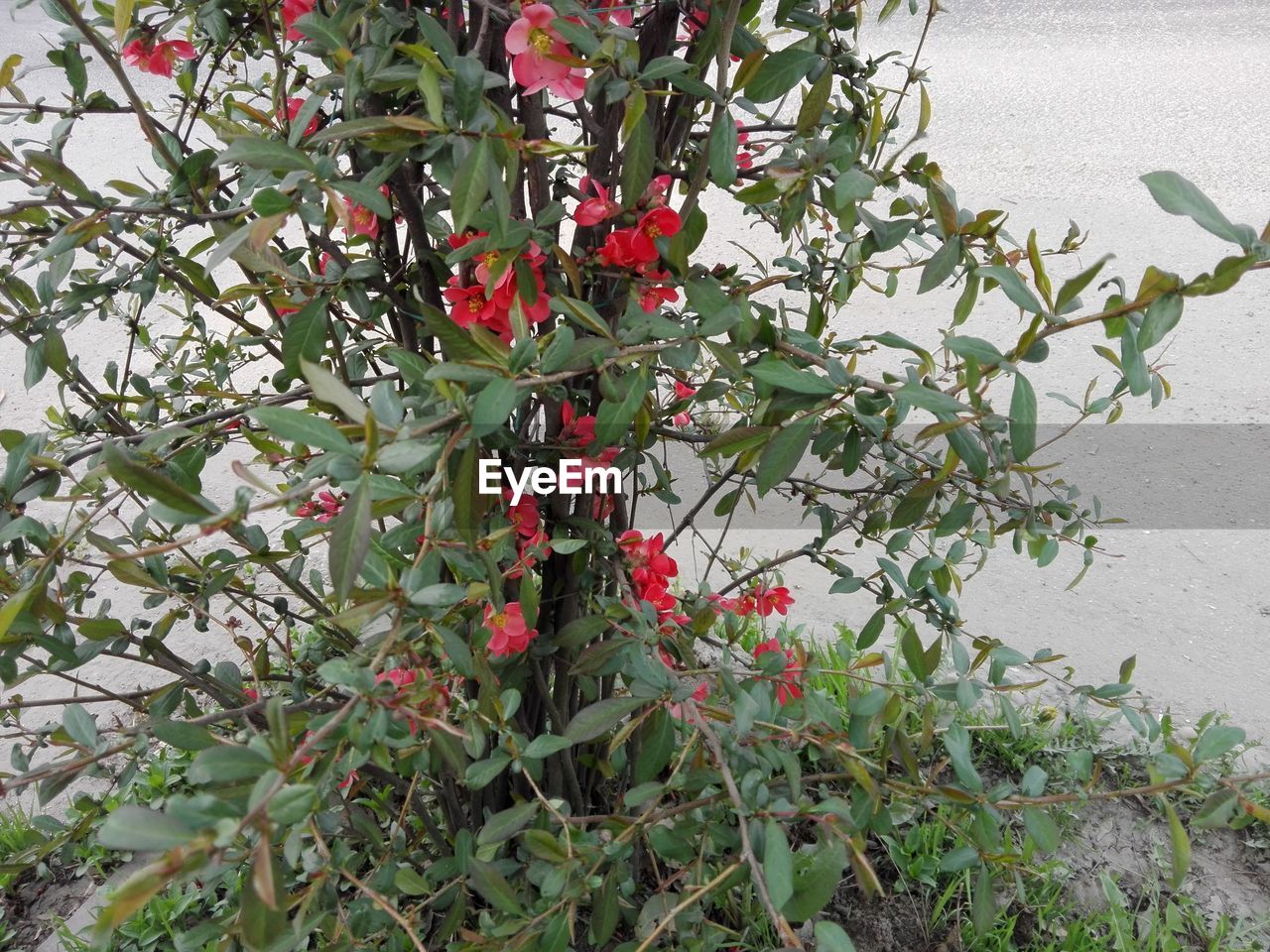 CLOSE-UP OF RED BERRIES