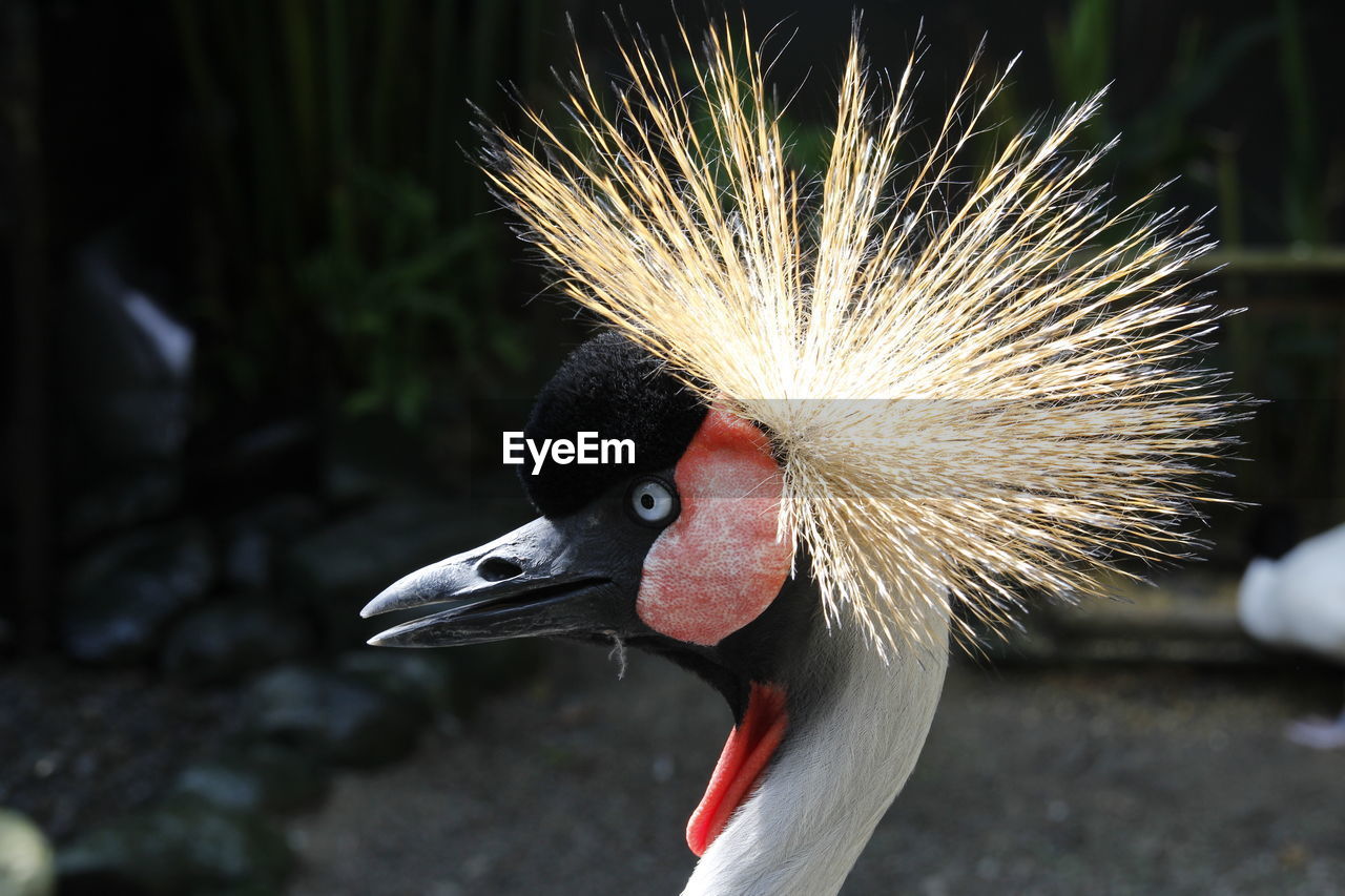 CLOSE-UP OF BIRD LOOKING AWAY