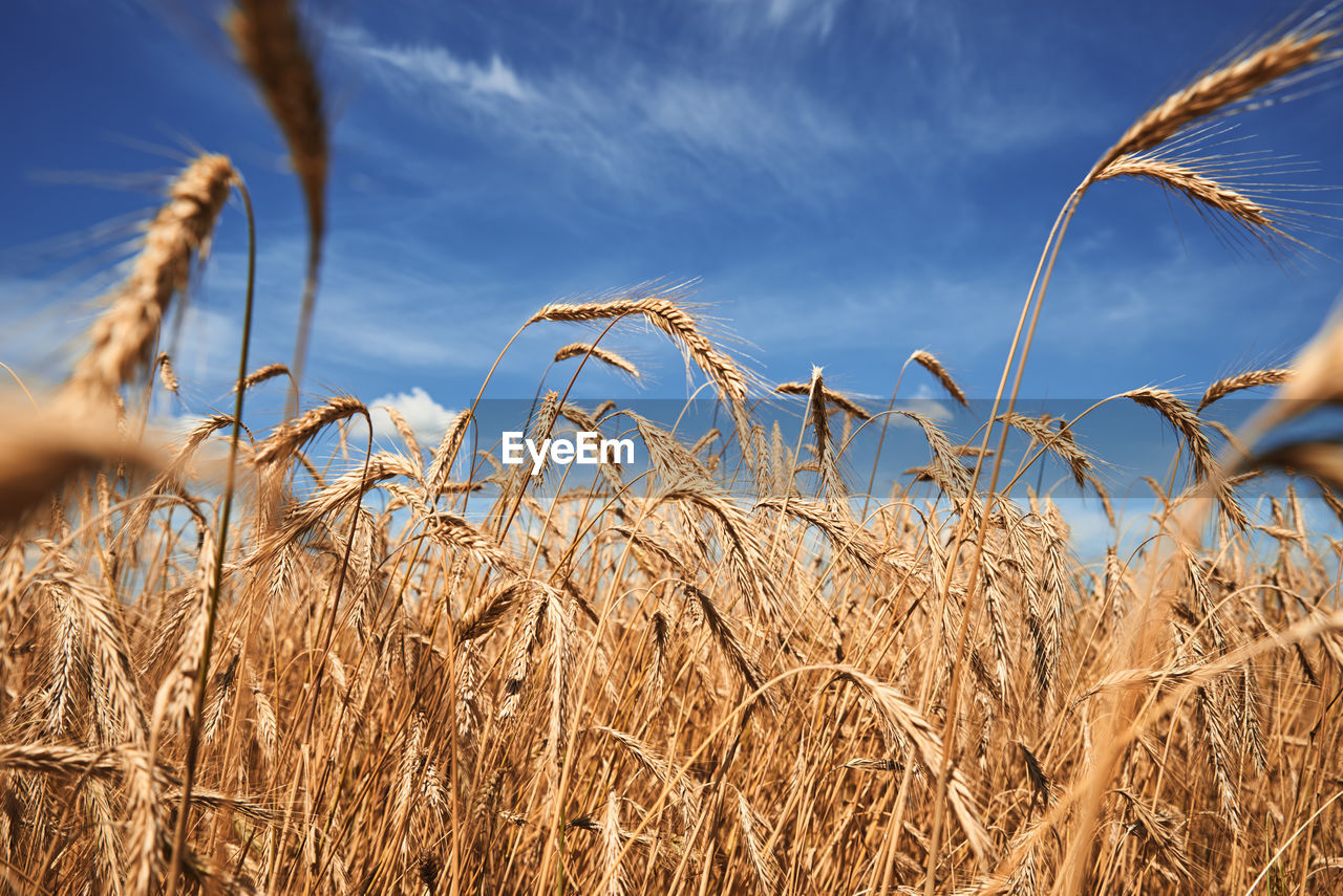 Rye ears close up. rye field in summer day. harvest concept