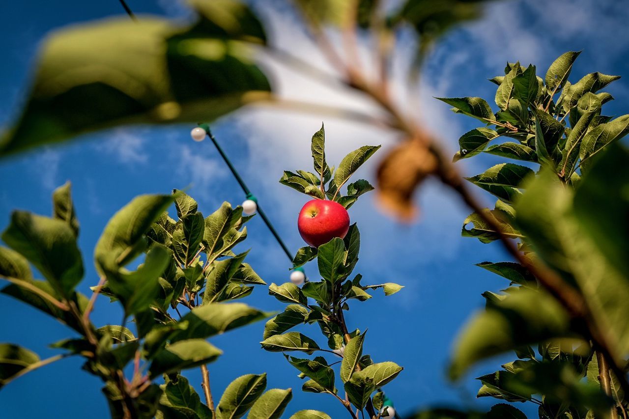 CLOSE-UP OF FRUITS ON TREE