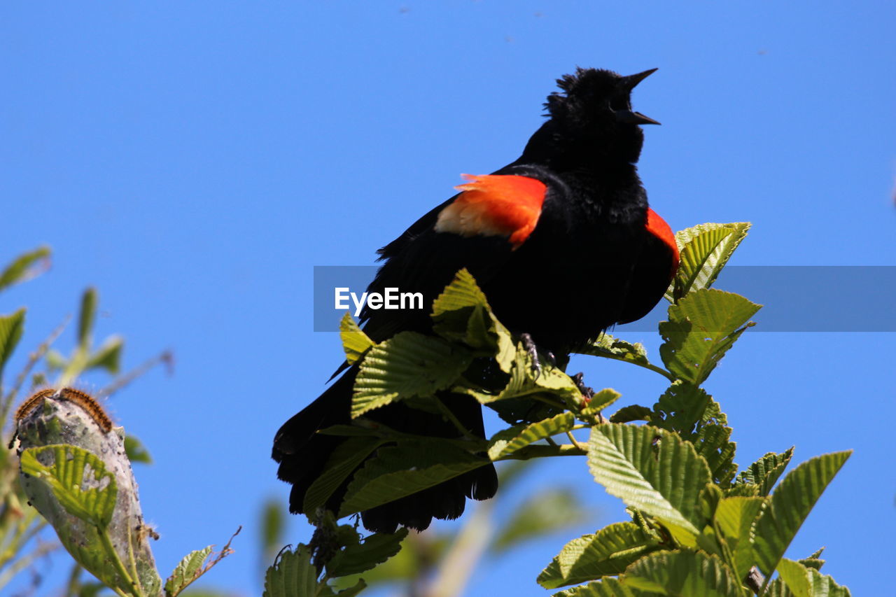 LOW ANGLE VIEW OF A BIRD