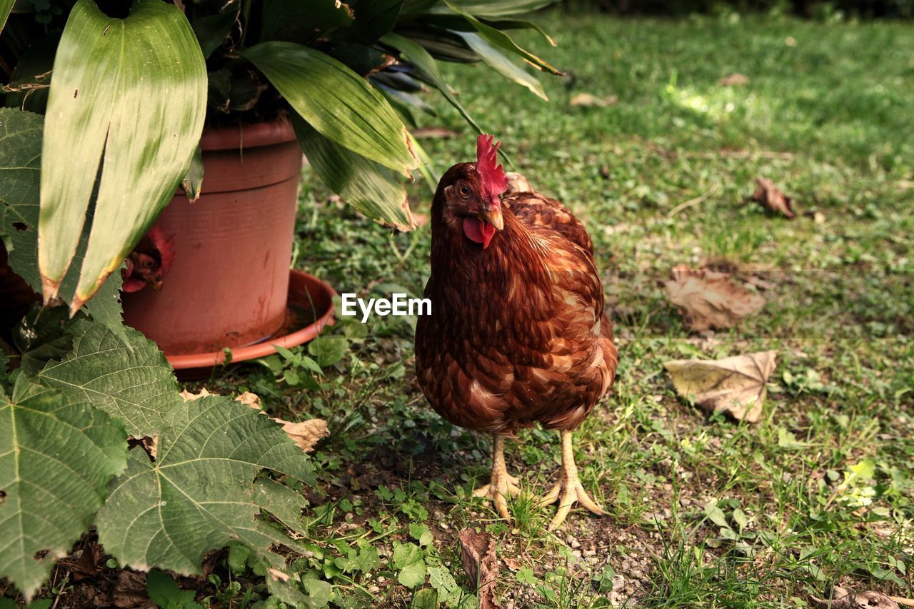 View of hen on field