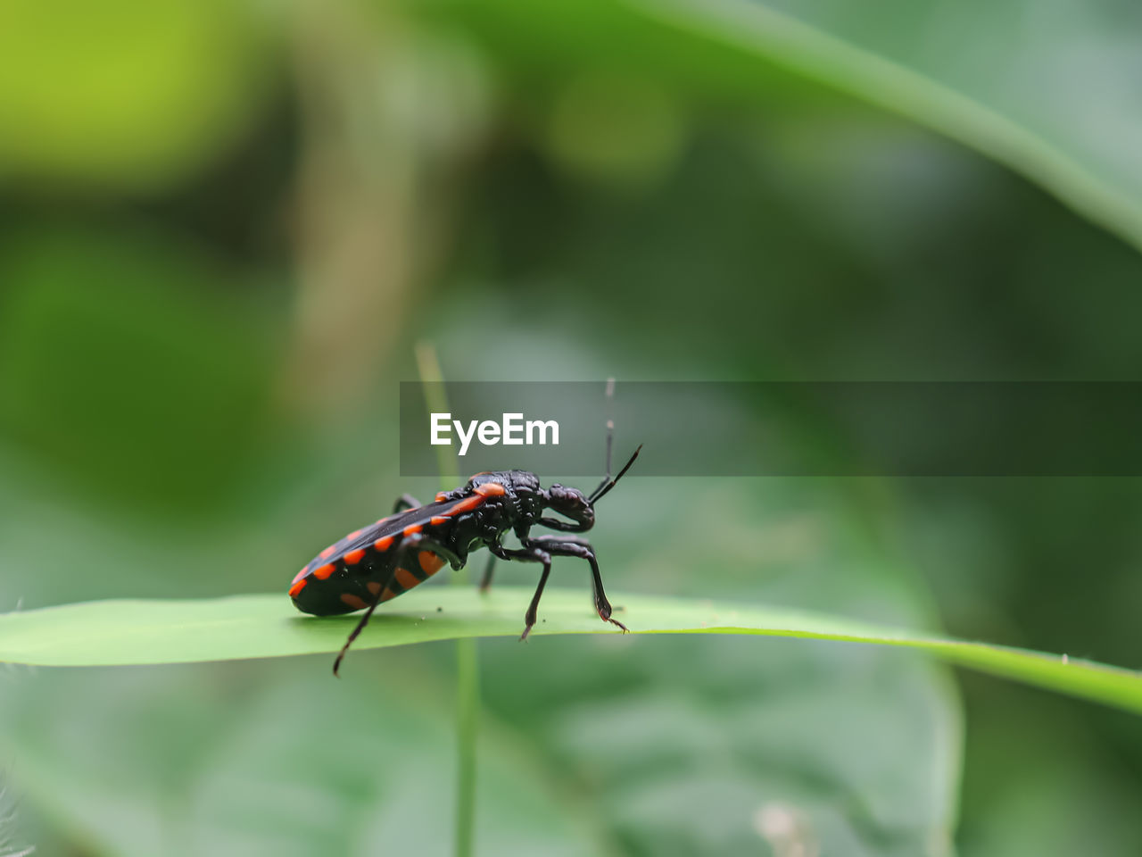 CLOSE-UP OF INSECT ON PLANT