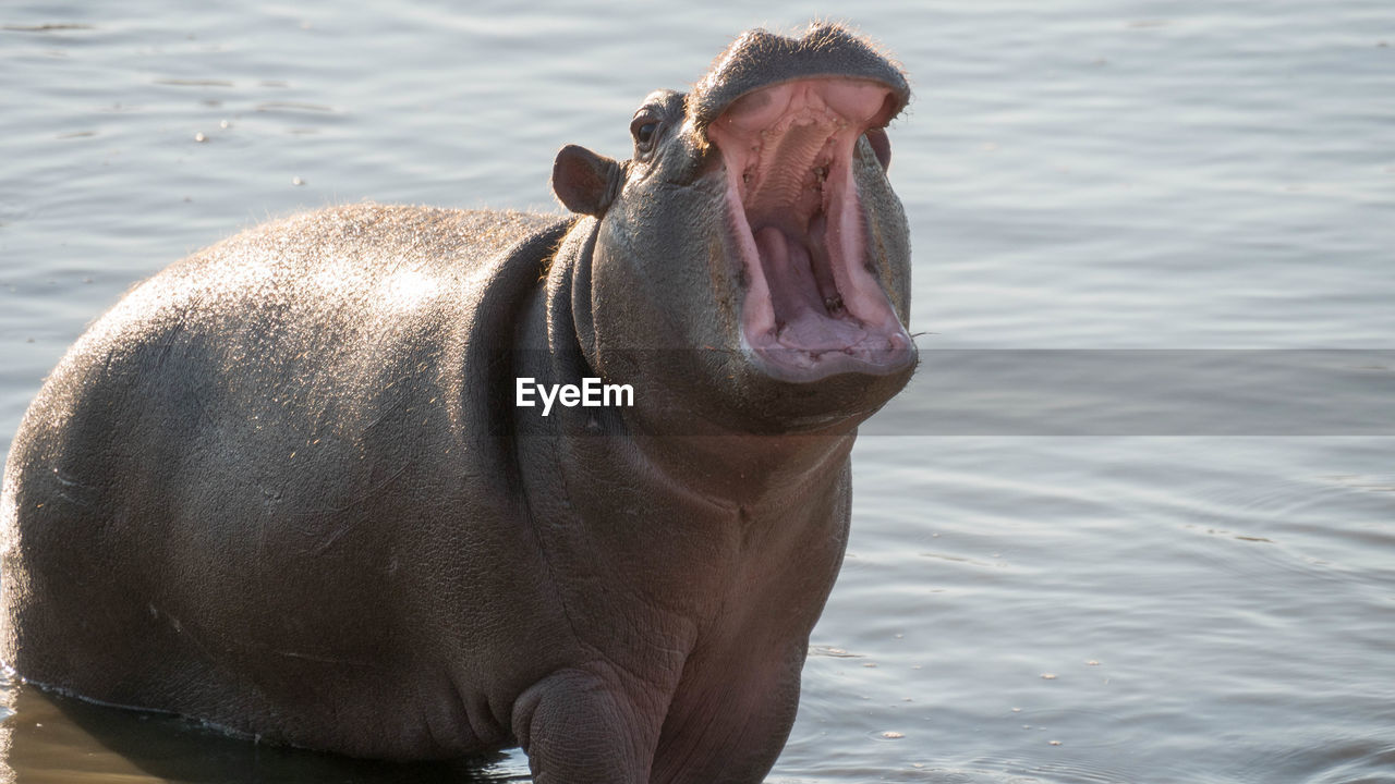 CLOSE-UP OF HORSE IN LAKE