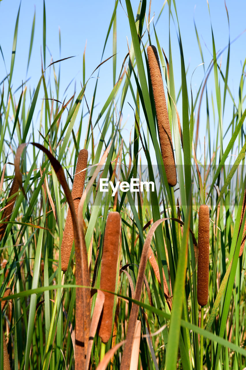 Brown cattails in the marsh land