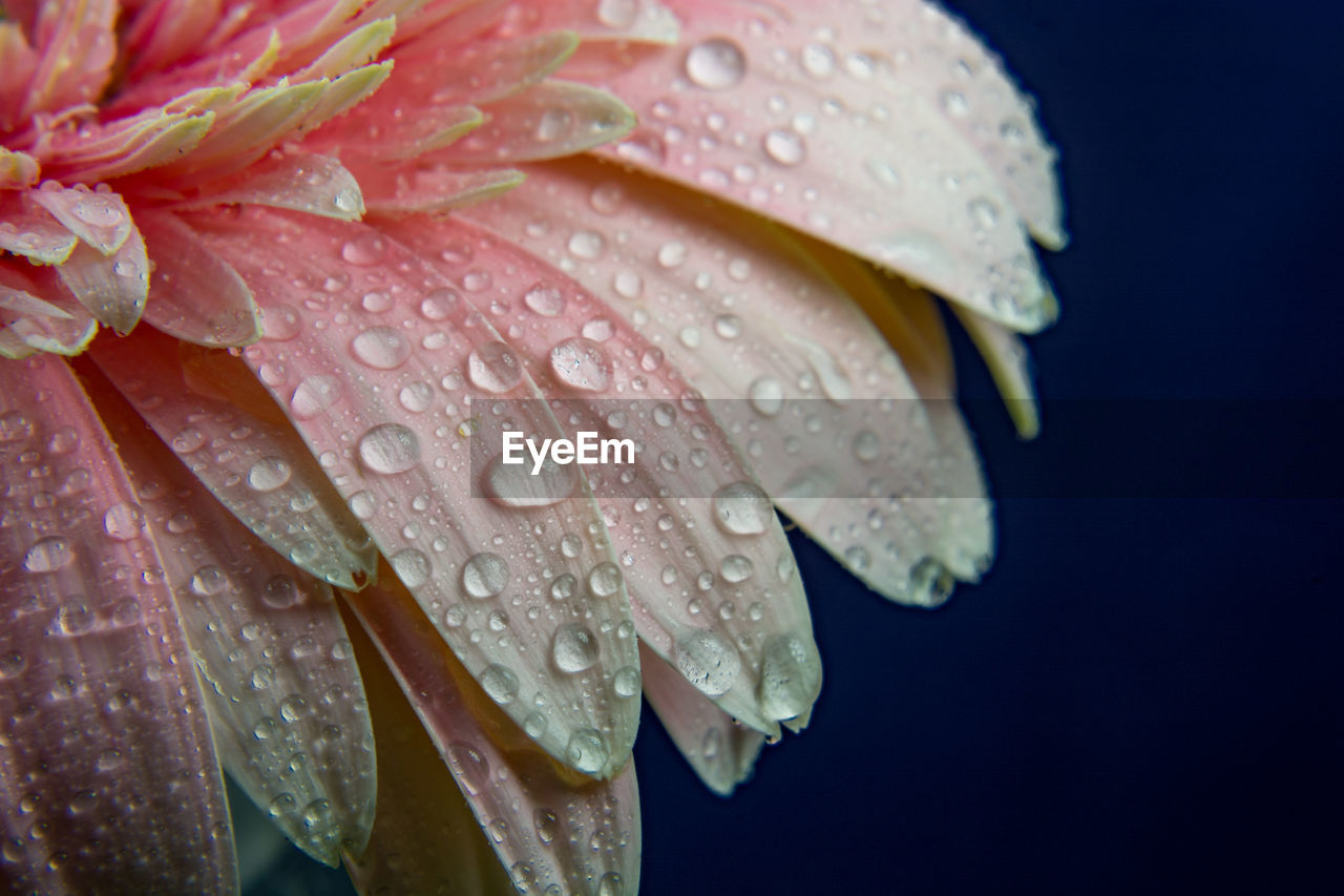 CLOSE-UP OF WET RAINDROPS ON BLACK BACKGROUND