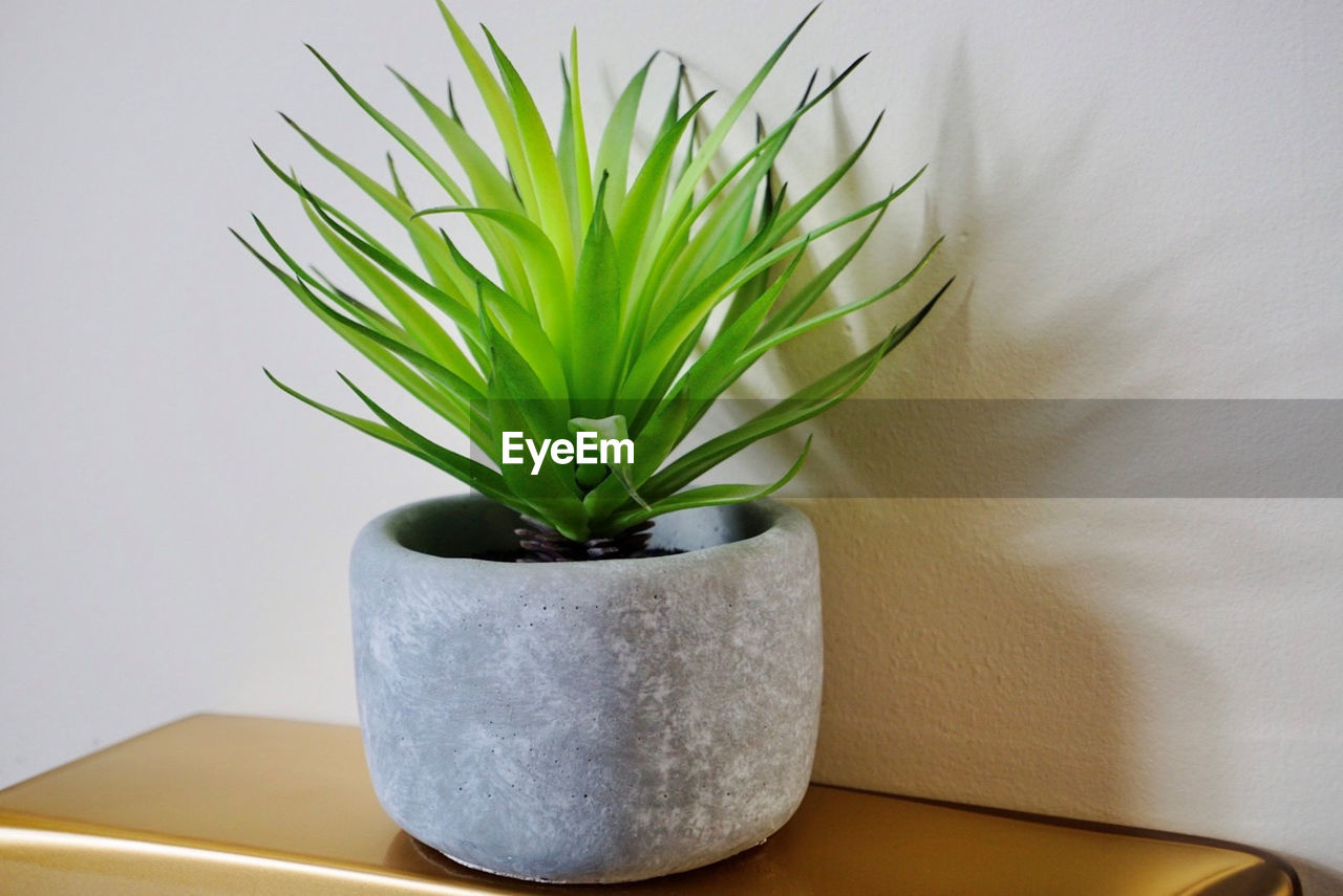 CLOSE-UP OF POTTED PLANT ON TABLE