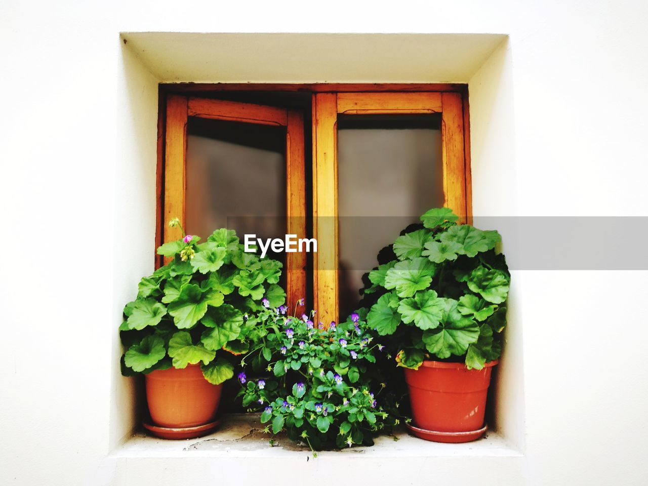 POTTED PLANTS ON WINDOW