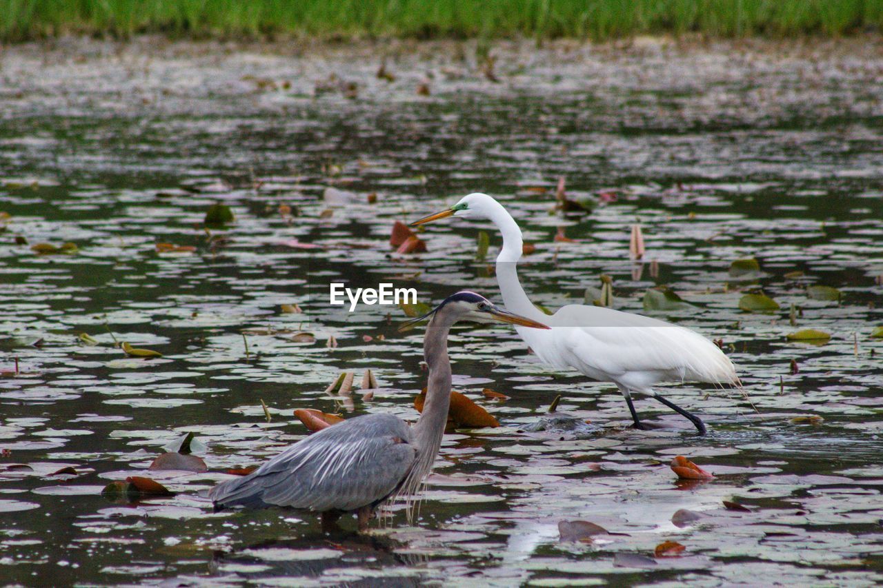 Heron and egret on a lake