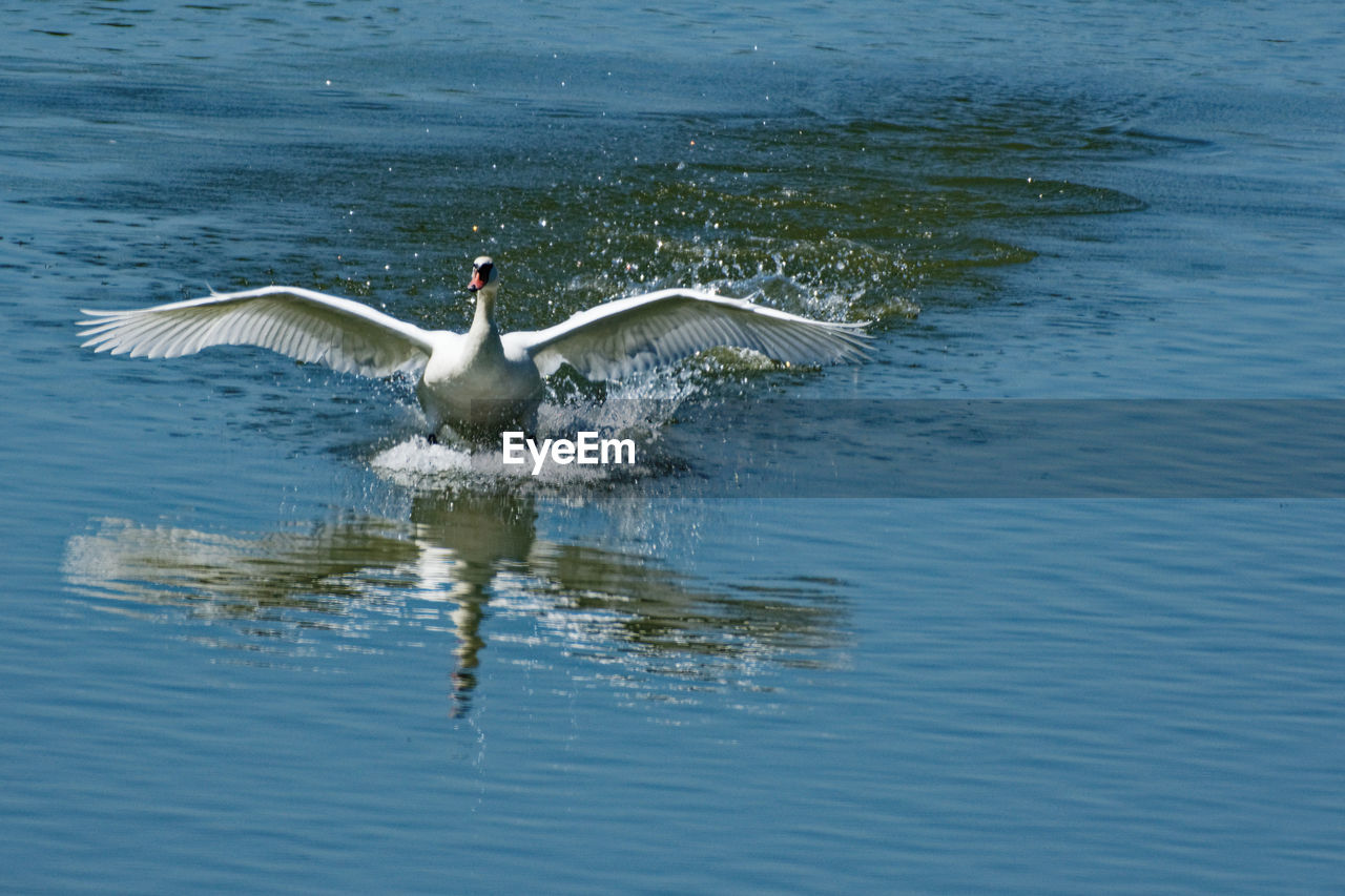 Swan landung on a lake