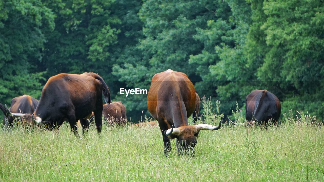 HORSES ON FIELD