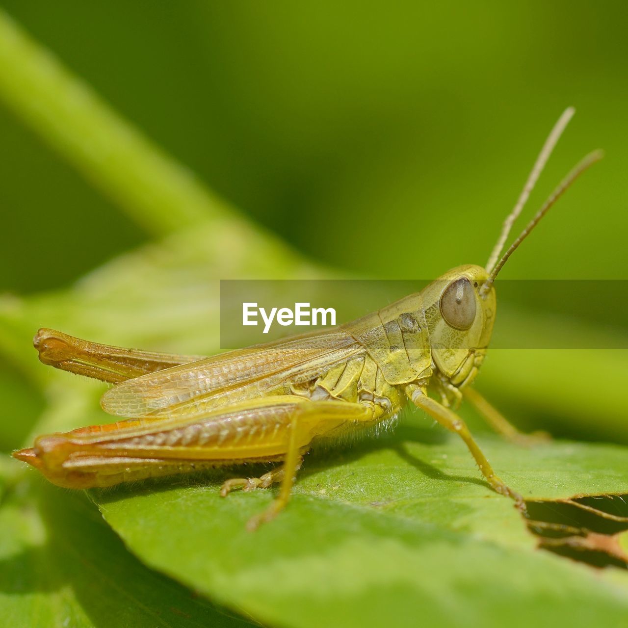 CLOSE-UP OF GRASSHOPPER