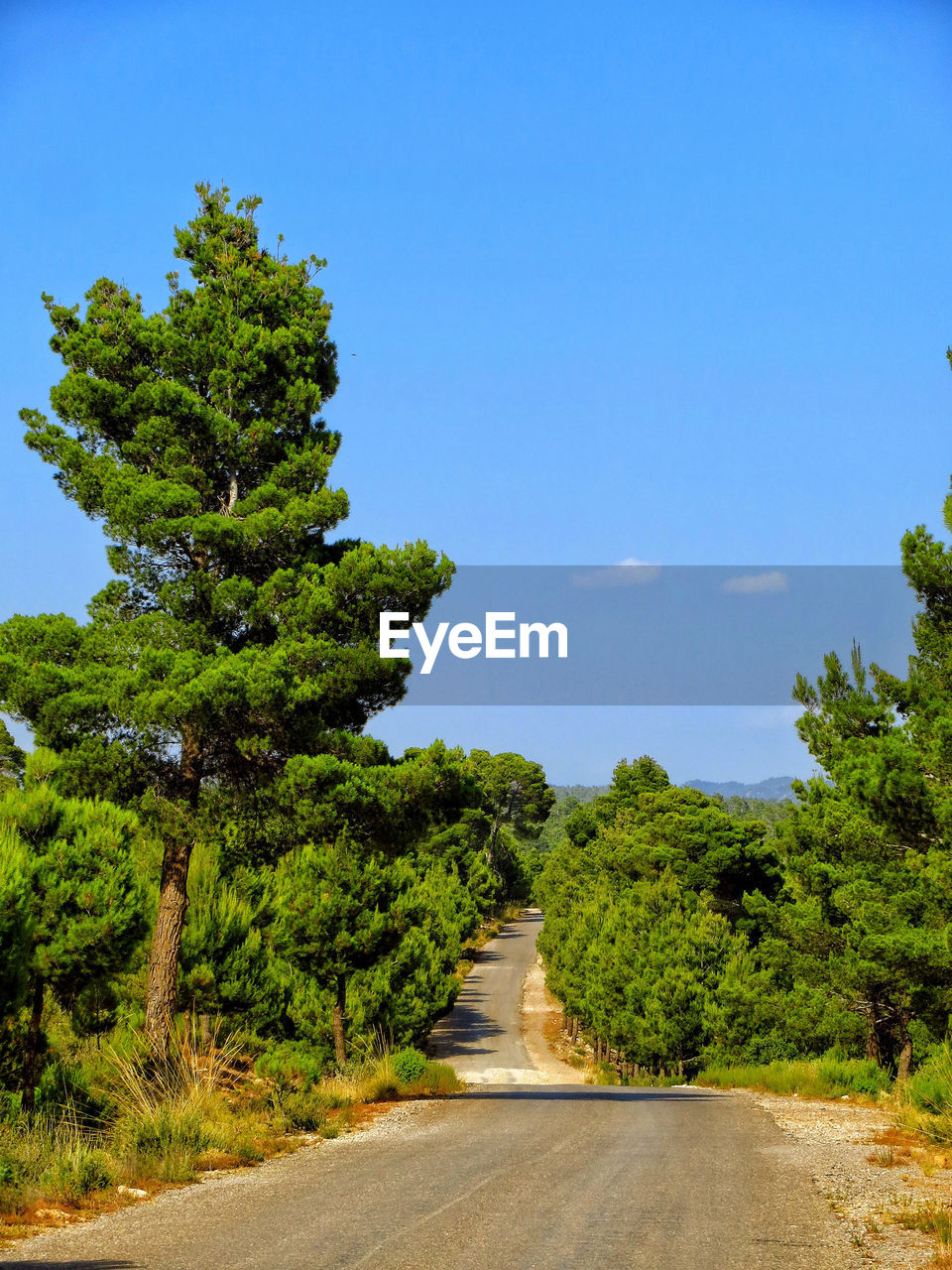 Road amidst trees against clear blue sky