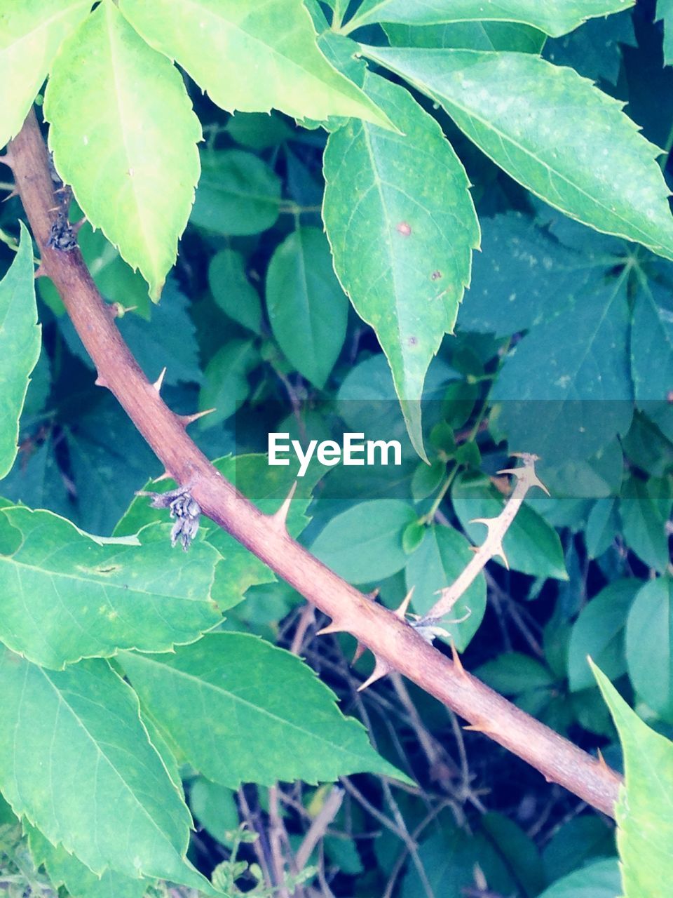 CLOSE-UP OF LEAVES ON PLANT