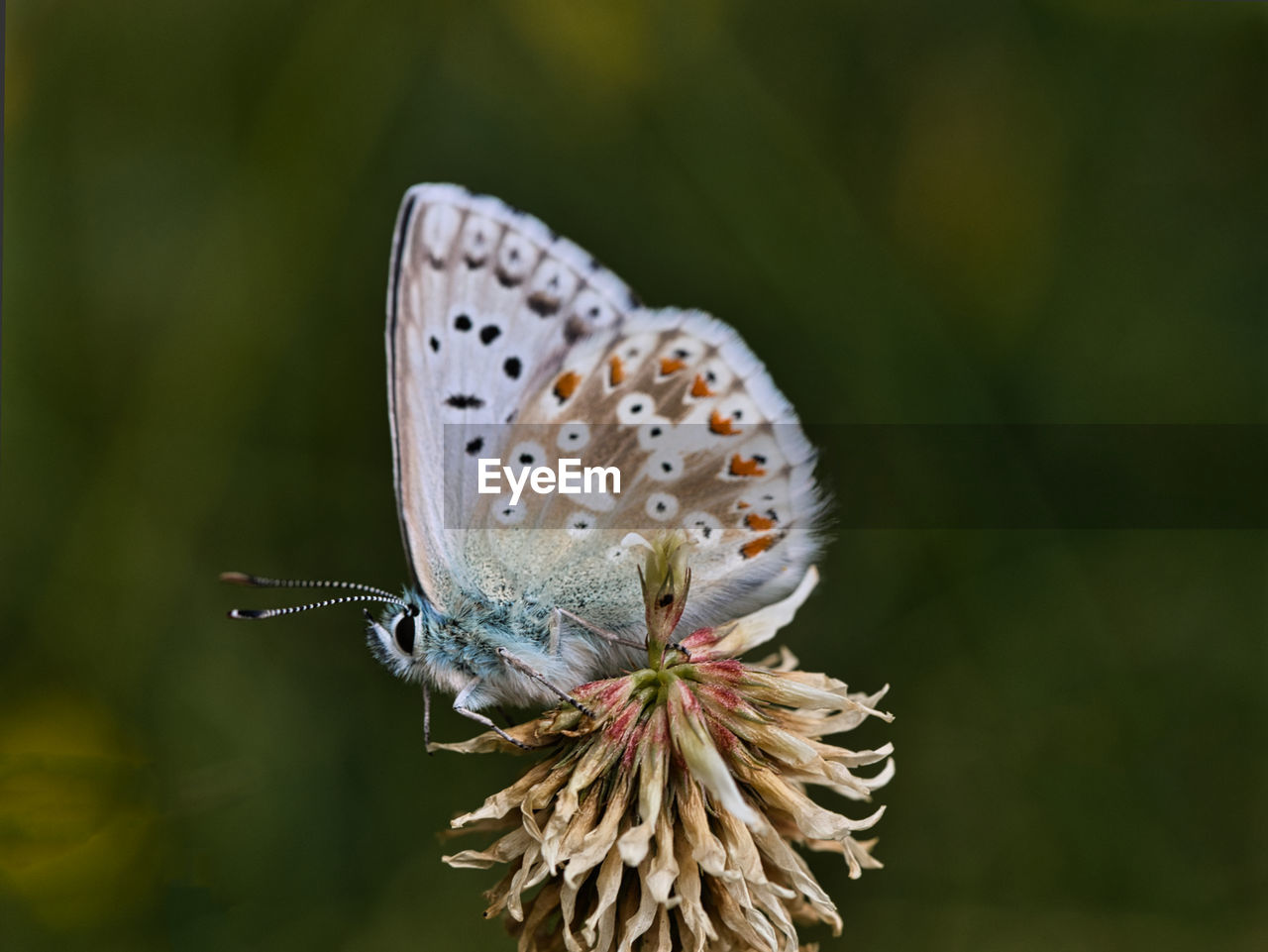 Close-up of butterfly pollinating on flower