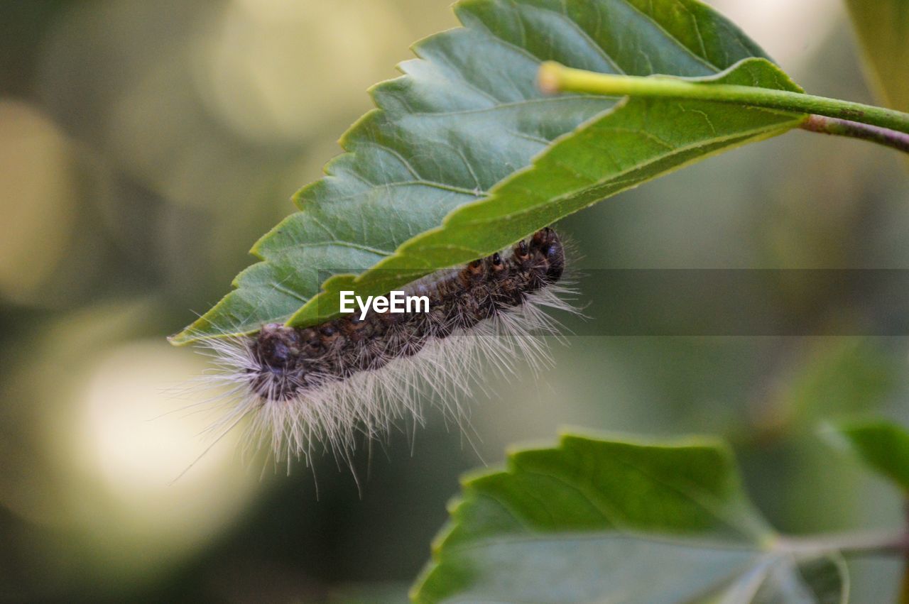 Close-up of plant and caterpillar