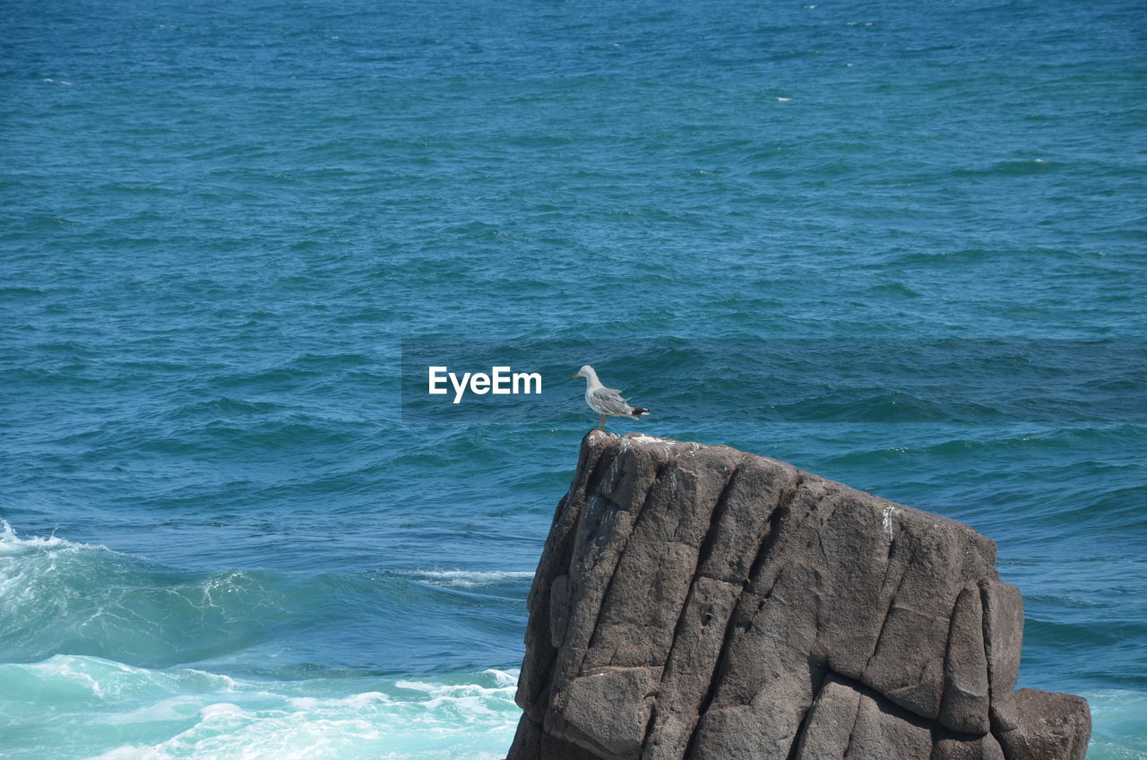 Seagull perching on wooden post in sea