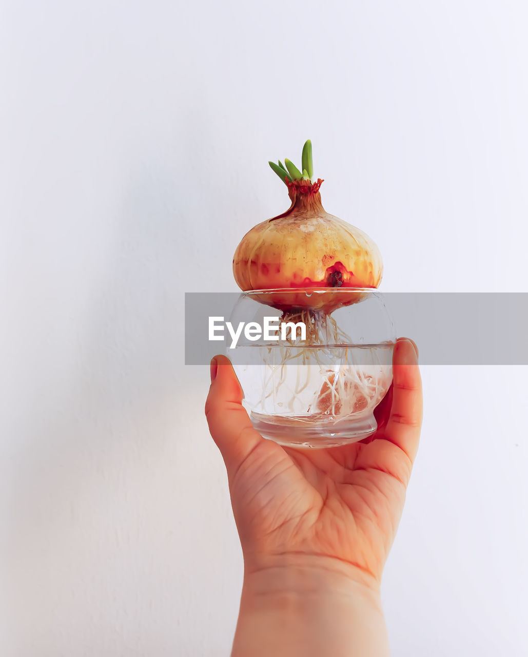 Onion with green sprouts in a glass jar.