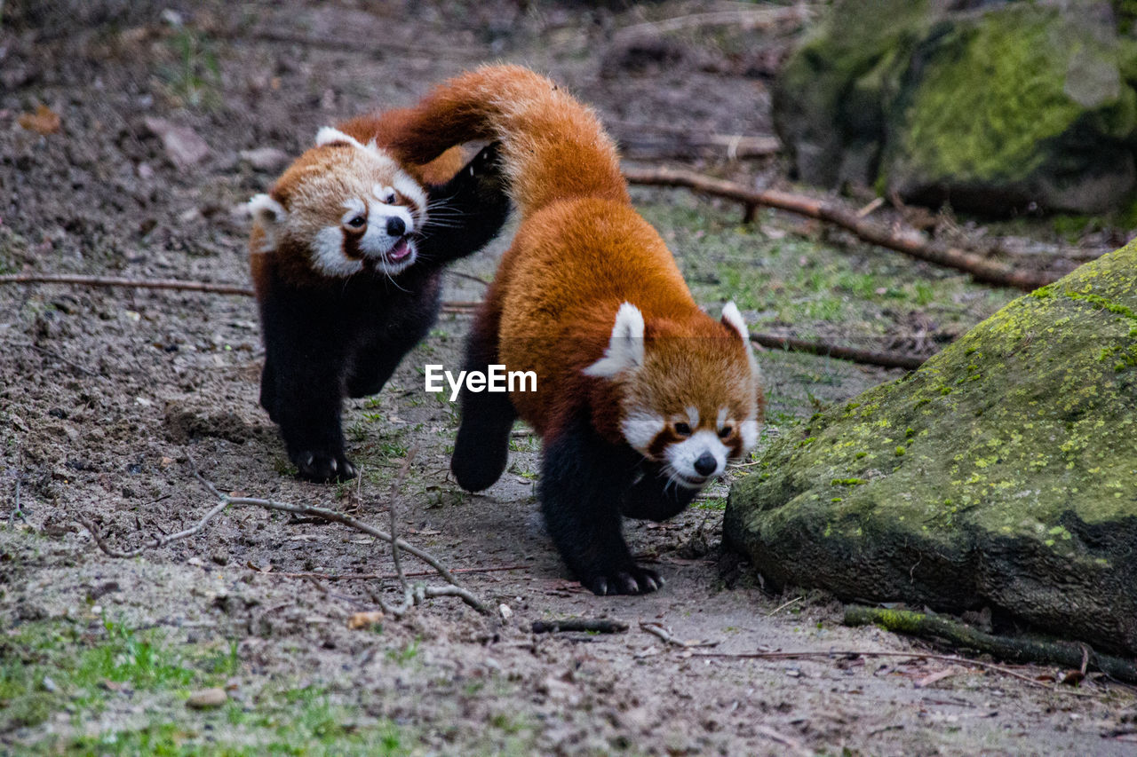 Pandas walking in a zoo