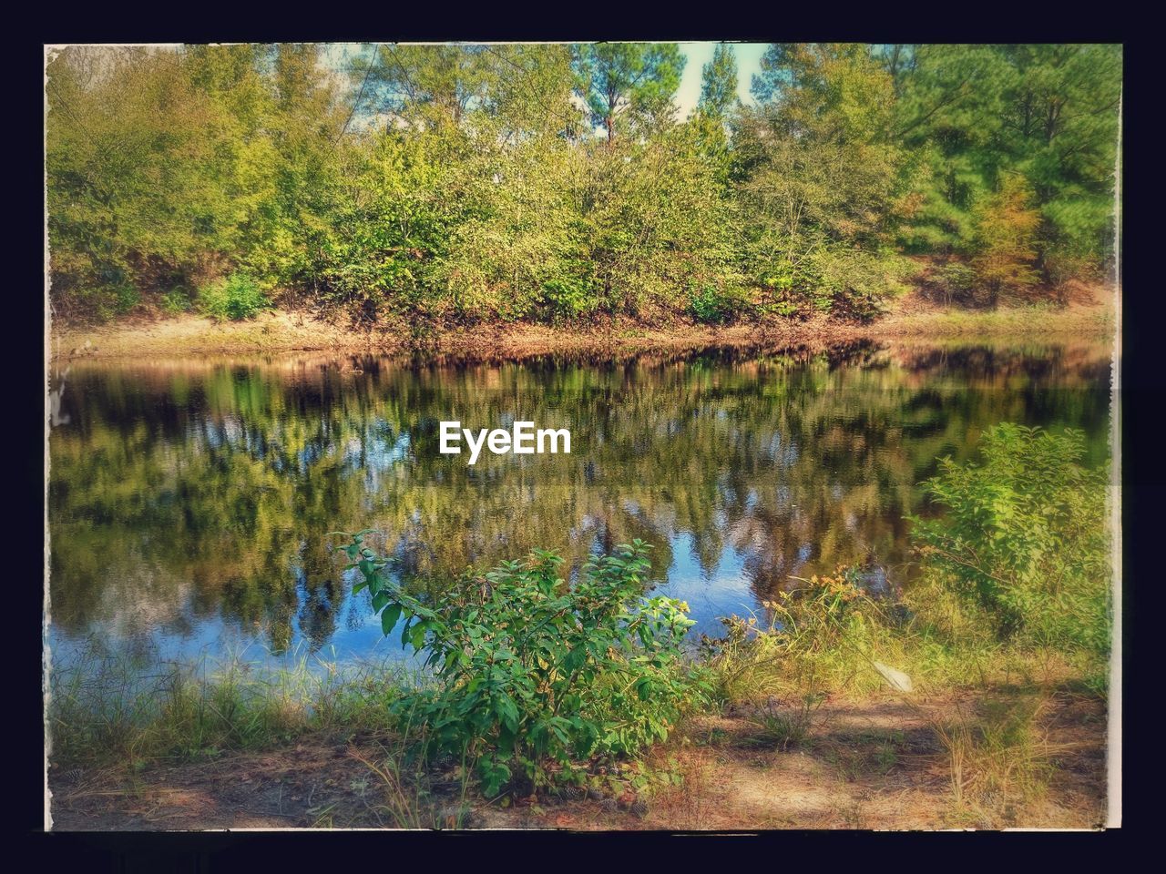 Plants by lake in forest