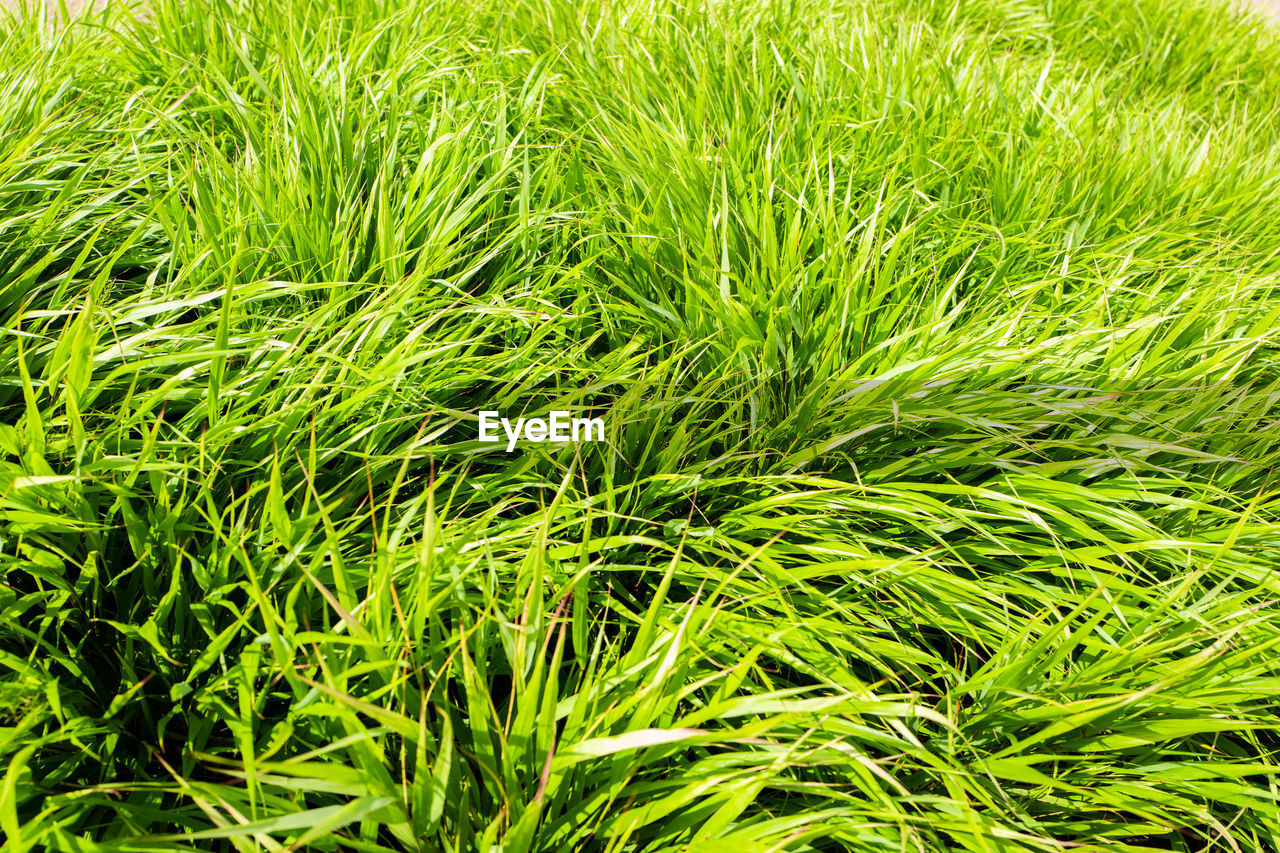 Full frame shot of fresh green field