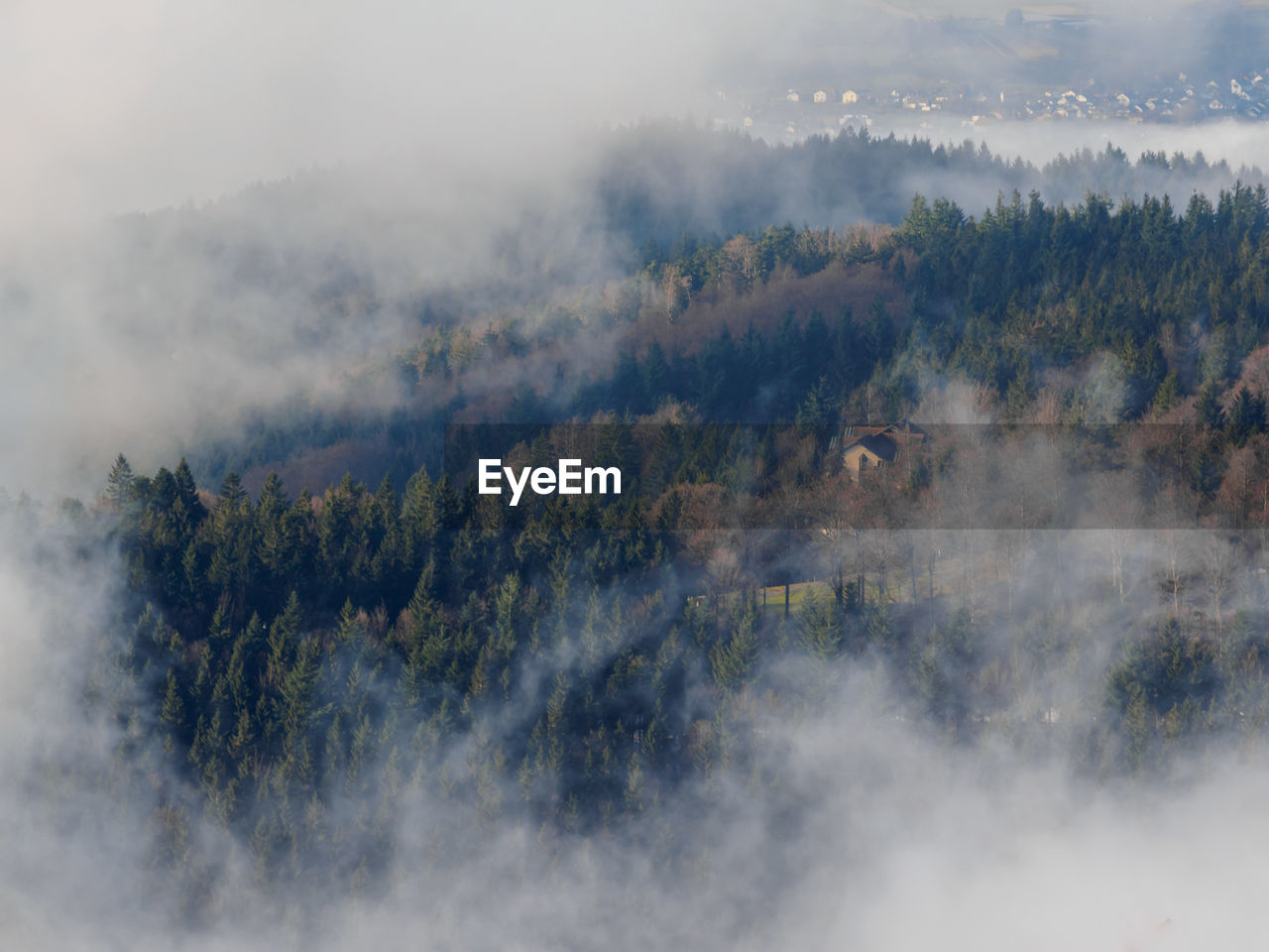 High angle view of trees in forest against sky