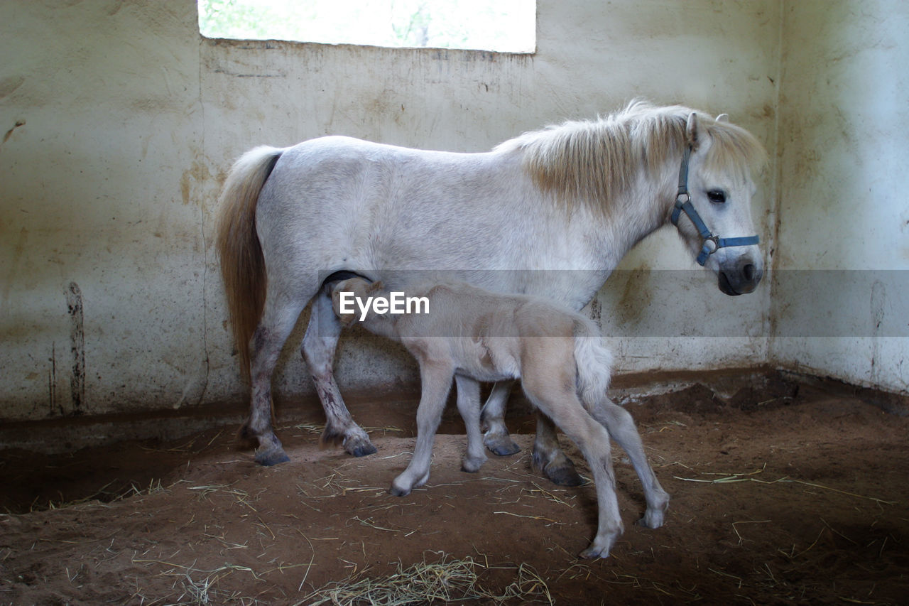 HORSE STANDING IN A PEN