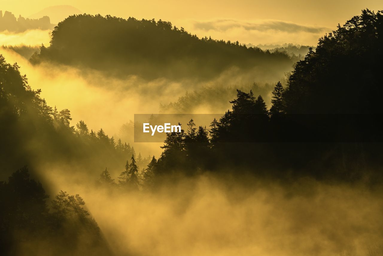 Trees in a sea of fog. sunrise at saxon switzerland, germany