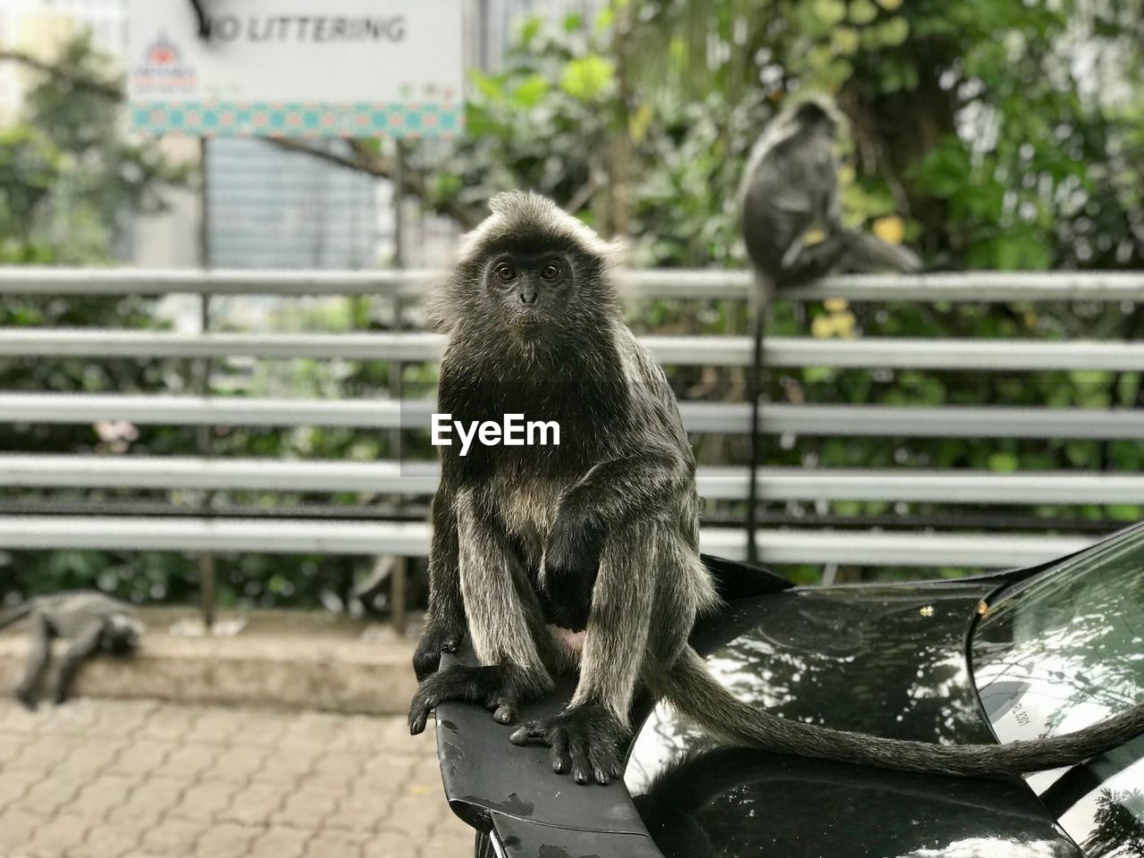 Close-up of a monkey sitting on a car