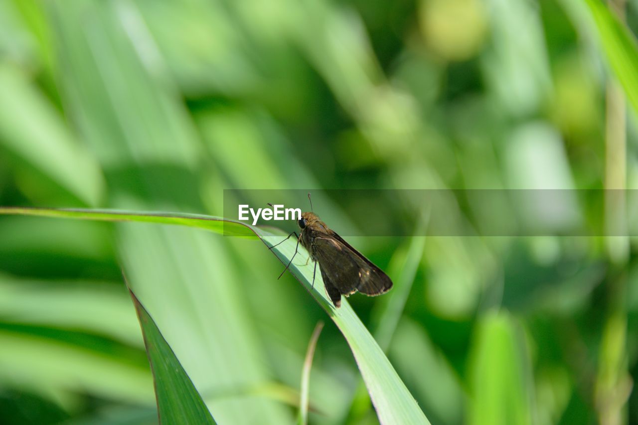 BUTTERFLY ON LEAF