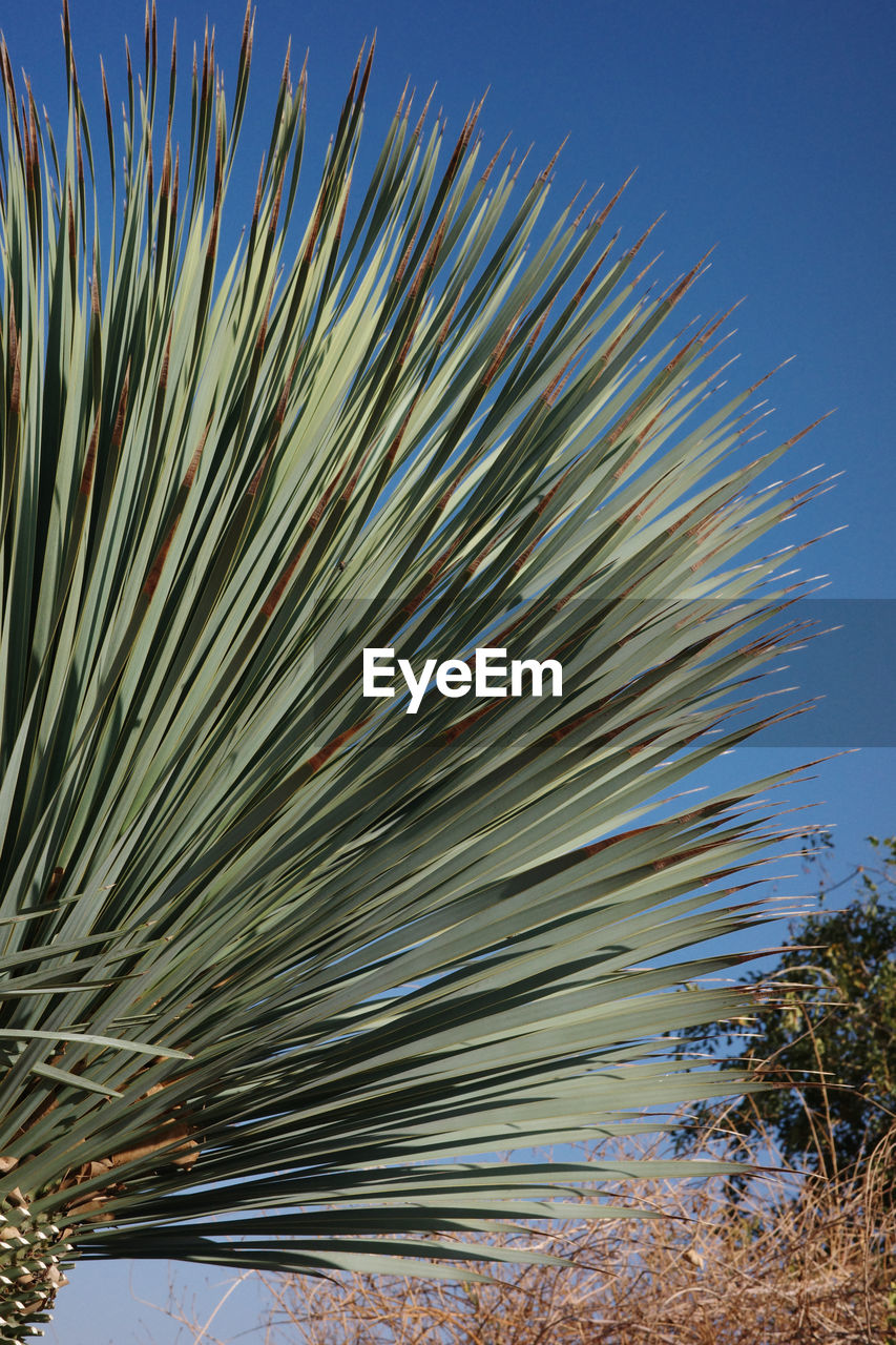 tree, plant, sky, nature, no people, grass, leaf, beauty in nature, growth, clear sky, day, blue, palm tree, outdoors, flower, palm leaf, sunny, sunlight, tranquility, land, tropical climate, branch, low angle view