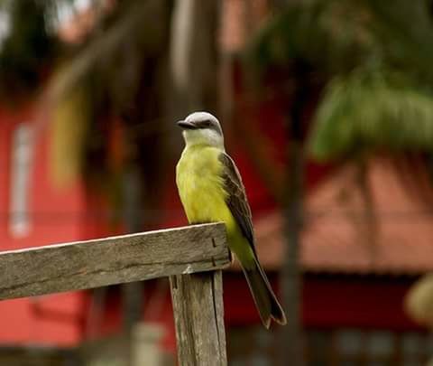 CLOSE-UP OF BIRD PERCHING ON WOODEN POST