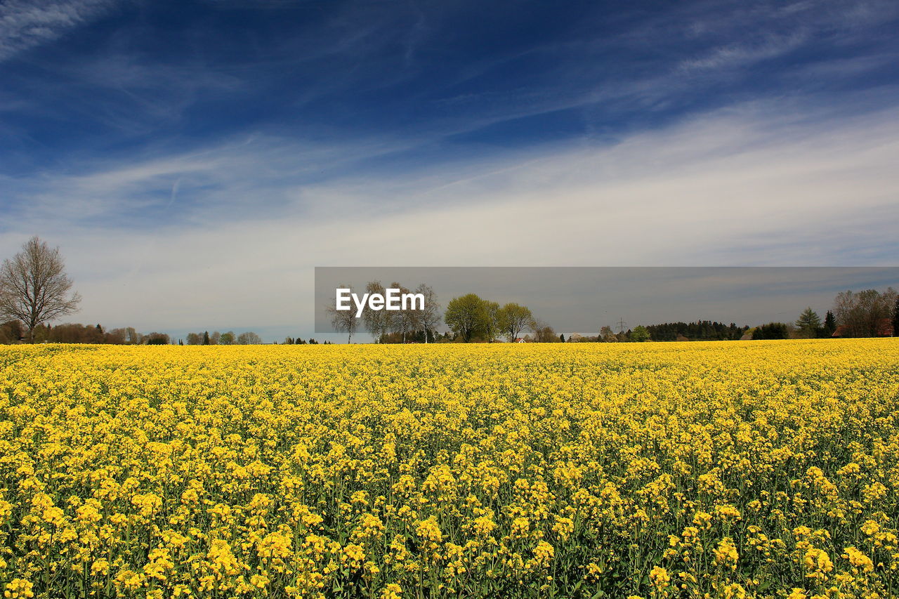 plant, landscape, field, yellow, sky, rapeseed, beauty in nature, flower, rural scene, agriculture, land, flowering plant, environment, vegetable, produce, oilseed rape, canola, growth, scenics - nature, food, crop, freshness, nature, cloud, tranquility, tranquil scene, farm, tree, springtime, idyllic, blossom, no people, abundance, fragility, prairie, rural area, horizon, meadow, brassica rapa, outdoors, day, vibrant color, non-urban scene, blue, mustard, plain, cultivated, sunlight, cultivated land