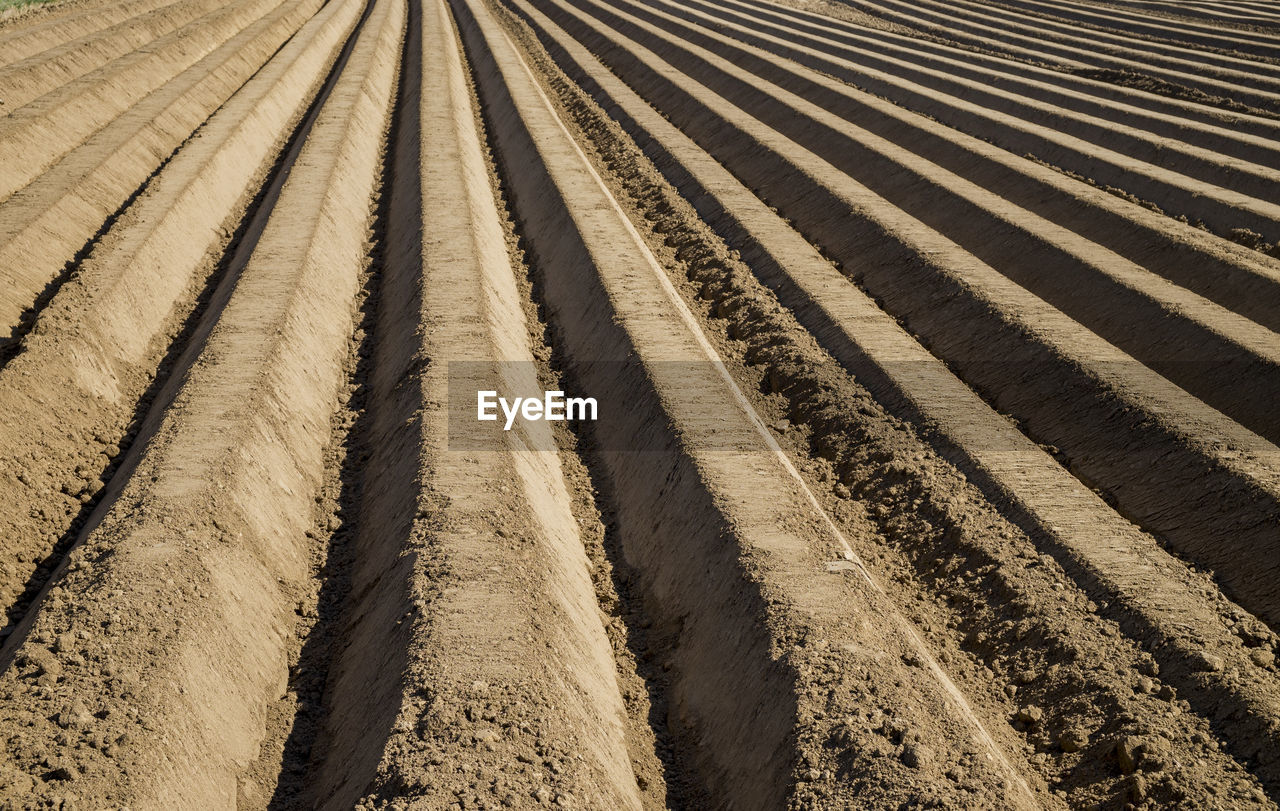 Brown asparagus field