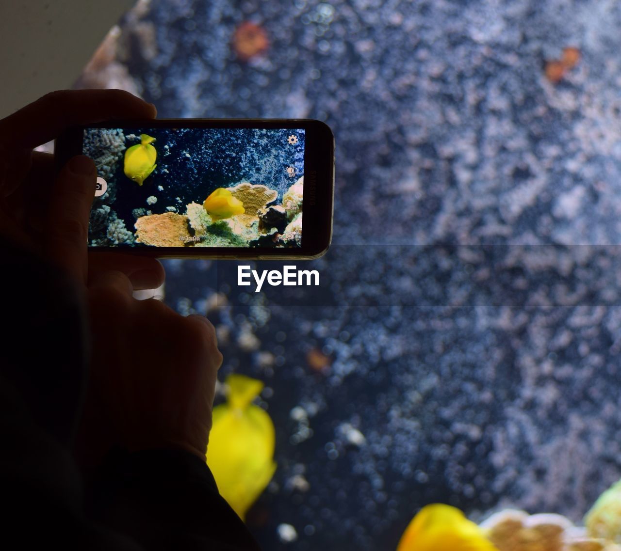 Cropped image of person photographing fish with mobile phone in aquarium