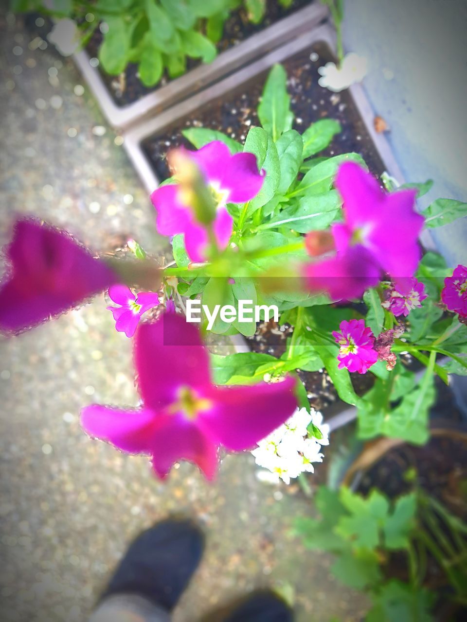 CLOSE-UP OF PINK FLOWERING PLANTS