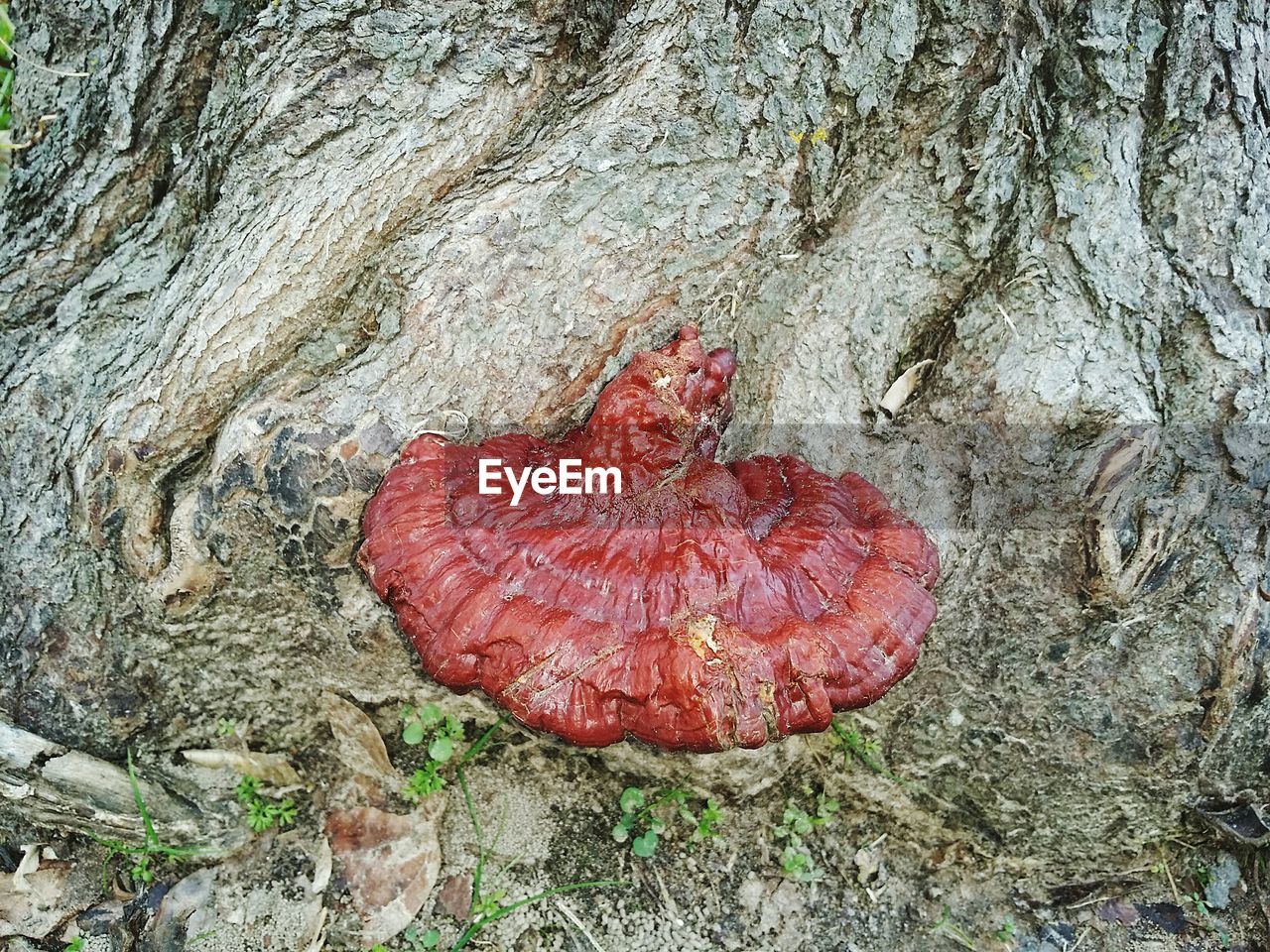 CLOSE-UP OF RED LEAF ON ROCK