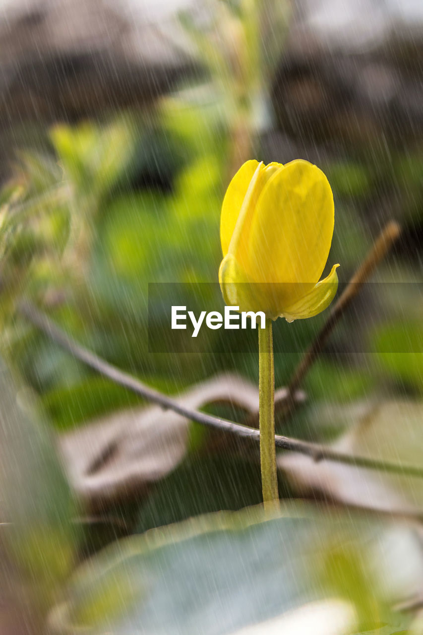 CLOSE-UP OF YELLOW FLOWERING PLANT IN FIELD