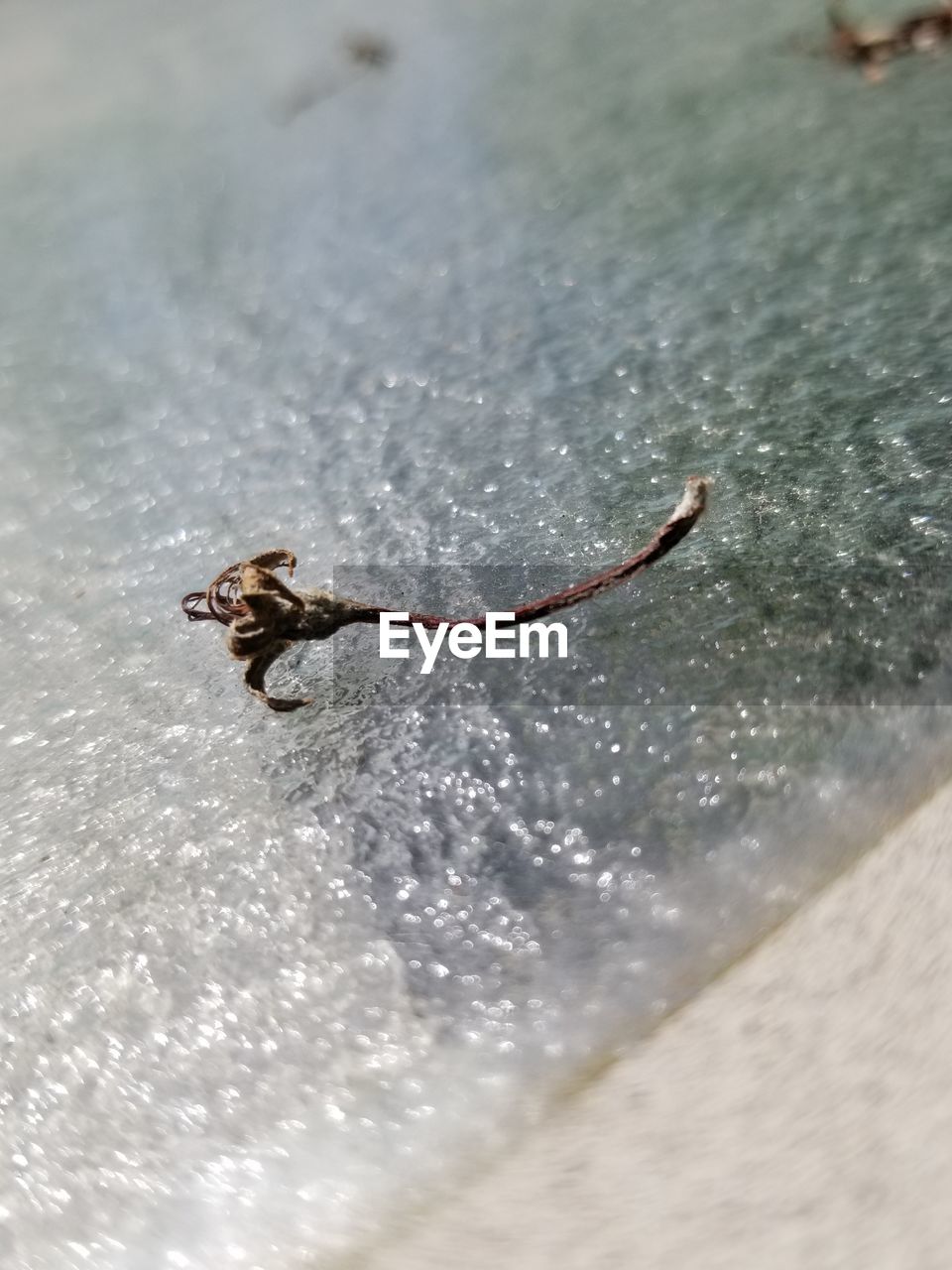 CLOSE-UP OF INSECT ON WET ROCK