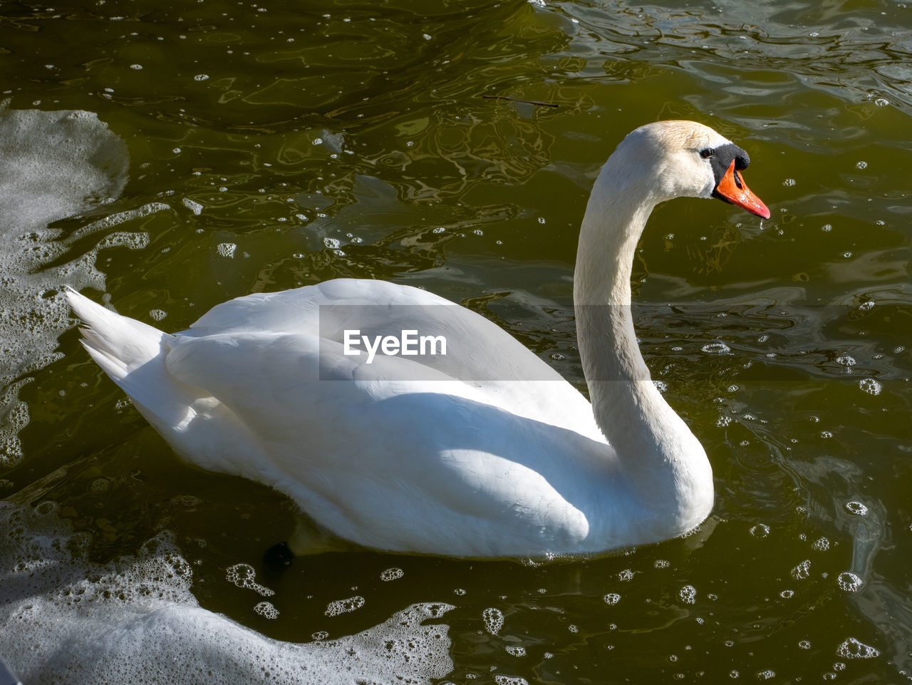 SWAN IN LAKE