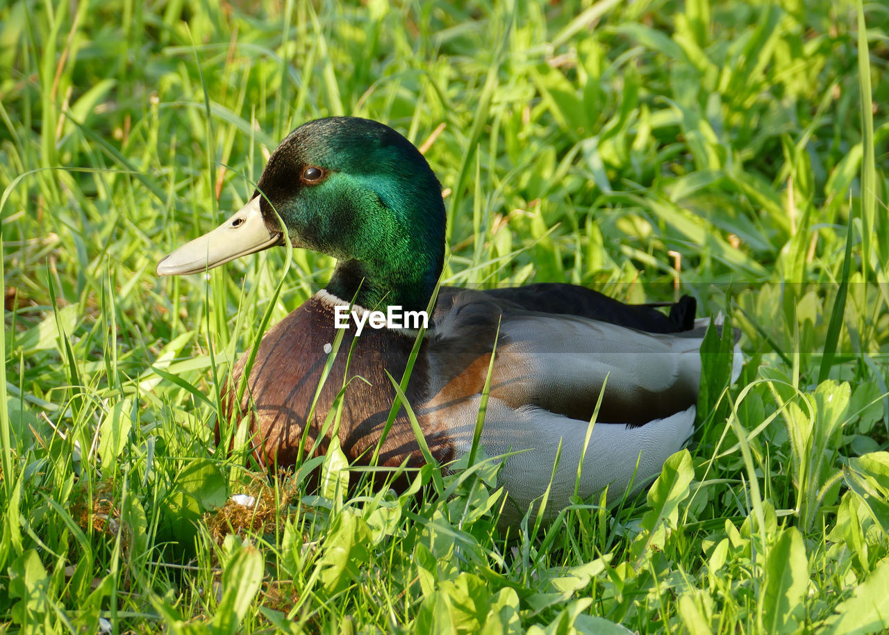 CLOSE-UP OF A DUCK ON GRASS