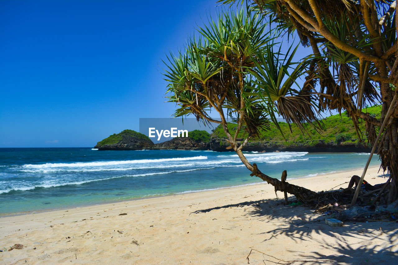 Palm trees on beach against blue sky