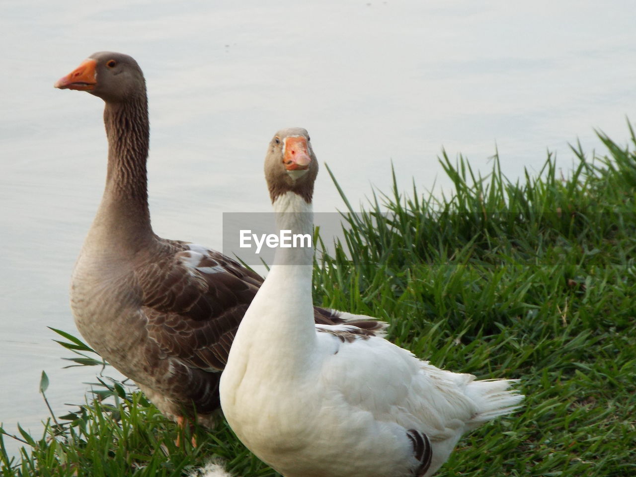 DUCK ON FIELD AGAINST SKY