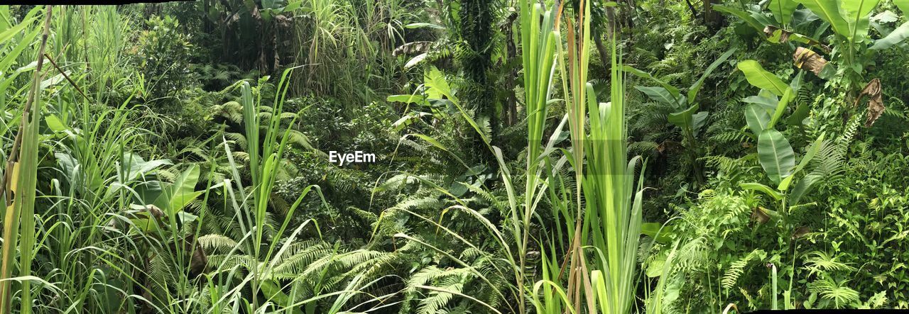 FULL FRAME SHOT OF BAMBOO PLANTS ON LAND