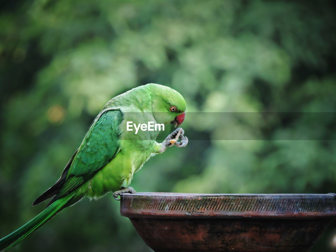 Close-up of parrot perching on leaf