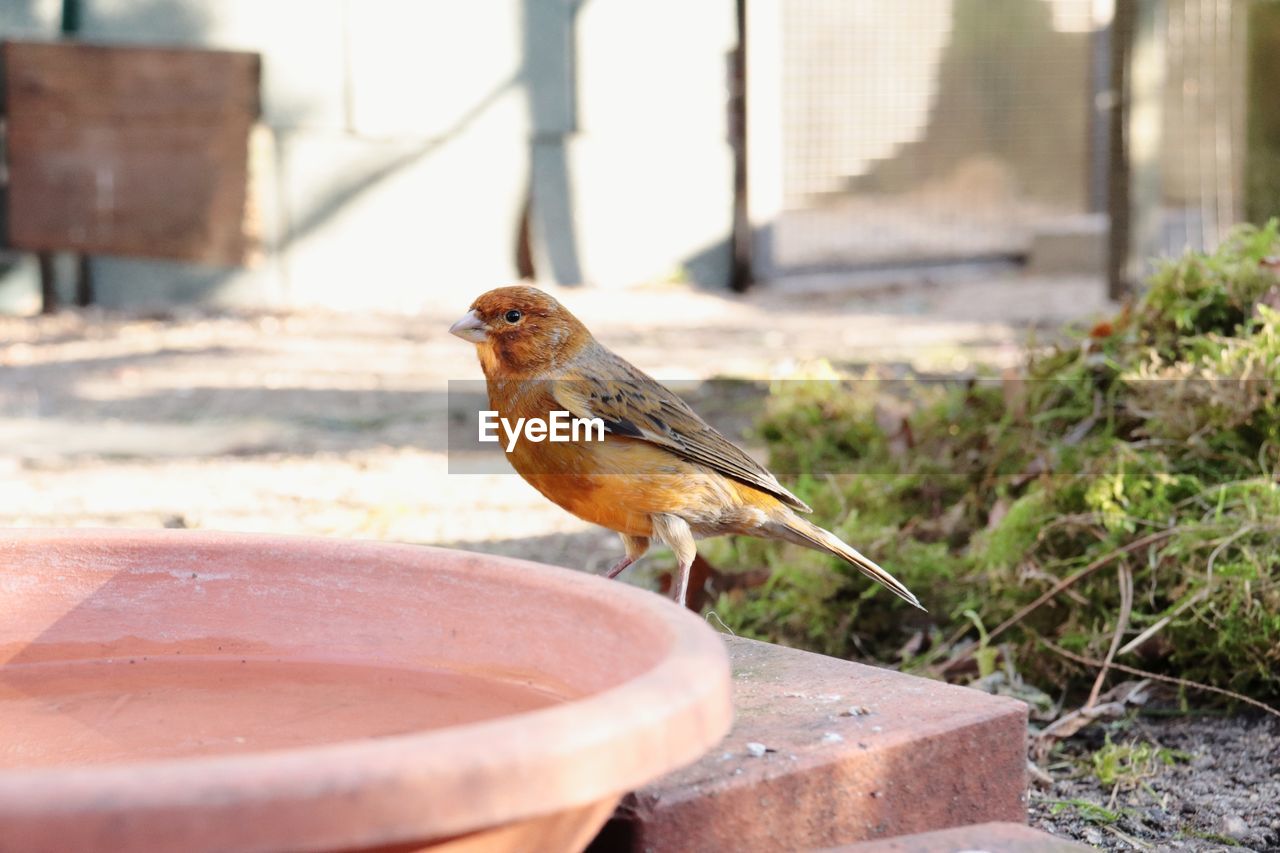 Close-up of bird perching