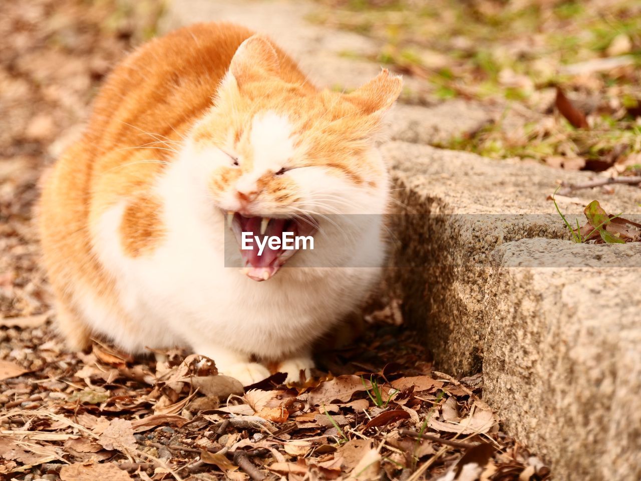 CLOSE-UP OF GINGER CAT YAWNING