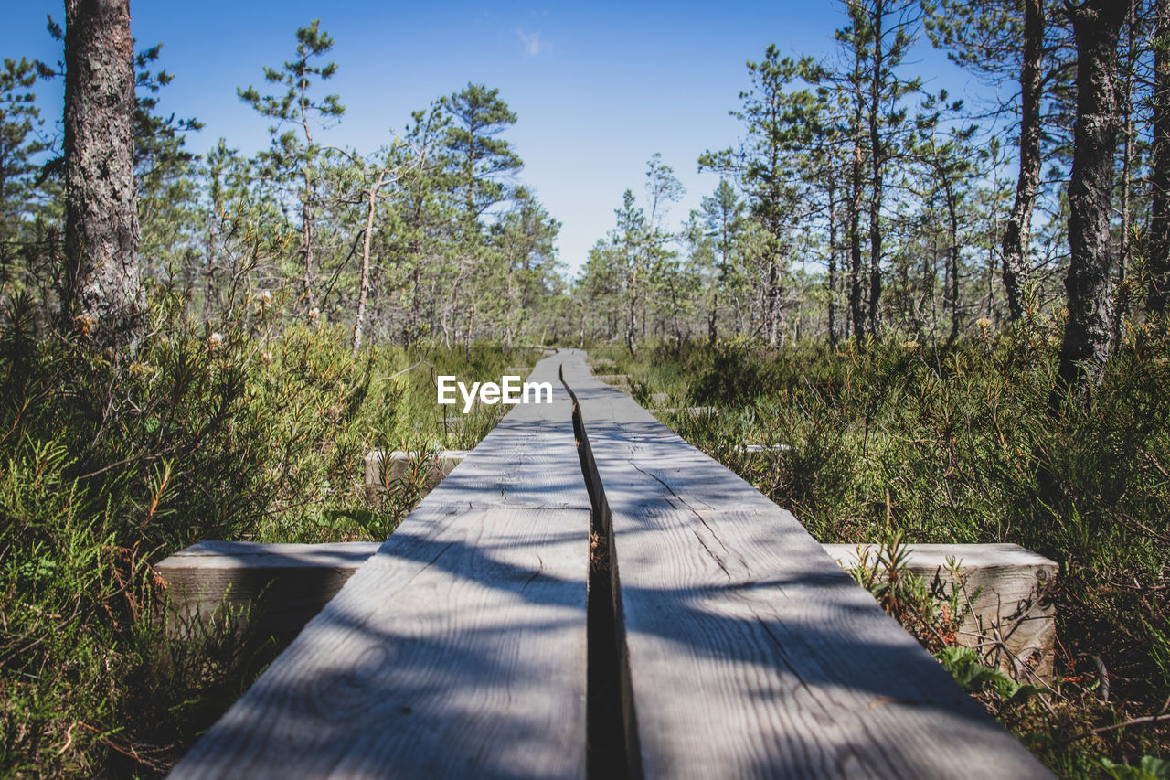 Diminishing perspective of boardwalk amidst trees