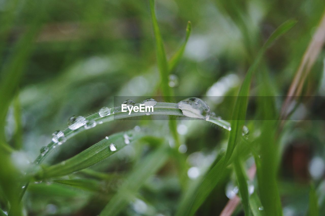 Close-up of water drops on grass